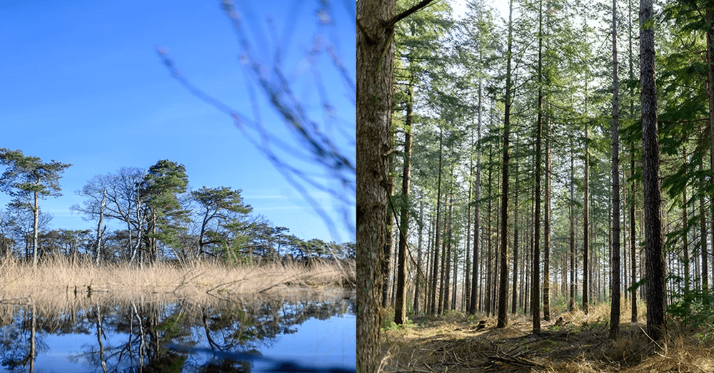 Featured image for Hoe online kaarten het ecologisch advieswerk van Ecogroen helpen opbloeien